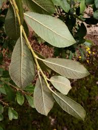 Attēlu rezultāti vaicājumam “Salix cinerea leaf”