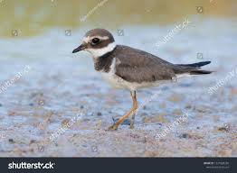Attēlu rezultāti vaicājumam “Charadrius hiaticula adult”