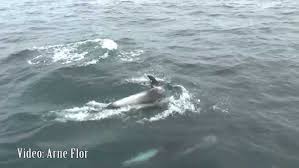 Image result for Lagenorhynchus albirostris