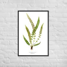 Attēlu rezultāti vaicājumam “Asplenium viride”