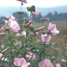 Attēlu rezultāti vaicājumam “Malva moschata”