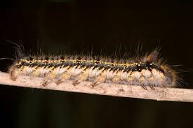 Attēlu rezultāti vaicājumam “Euthrix potatoria imago”