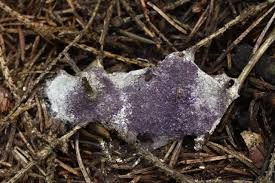 Attēlu rezultāti vaicājumam “Nectriopsis violacea”