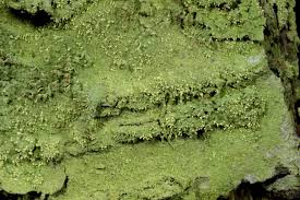 Attēlu rezultāti vaicājumam “Chaenotheca furfuracea”