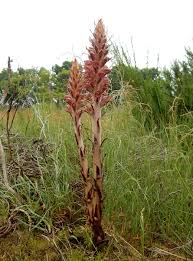 Attēlu rezultāti vaicājumam “Orobanche reticulata flower”
