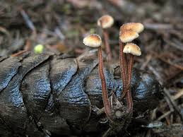 Attēlu rezultāti vaicājumam “Auriscalpium vulgare”