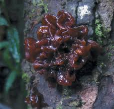 Attēlu rezultāti vaicājumam “Tremella foliacea”