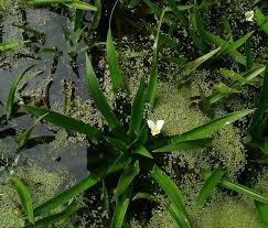 Attēlu rezultāti vaicājumam “Stratiotes aloides flower”