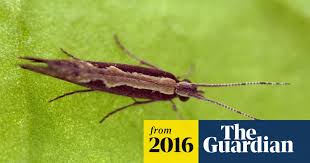 Attēlu rezultāti vaicājumam “Plutella xylostella”