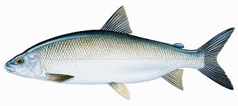 Image result for Coregonus artedi