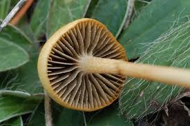 Attēlu rezultāti vaicājumam “Protostropharia alcis”