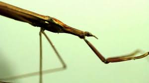 Attēlu rezultāti vaicājumam “Ranatra linearis”