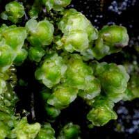 Attēlu rezultāti vaicājumam “Scapania undulata”