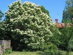 Attēlu rezultāti vaicājumam “Syringa reticulata subsp. amurensis”