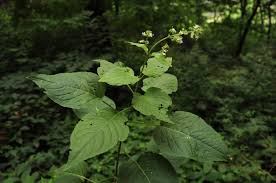 Attēlu rezultāti vaicājumam “Onagraceae”