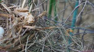 Attēlu rezultāti vaicājumam “Emberiza schoeniclus nest”