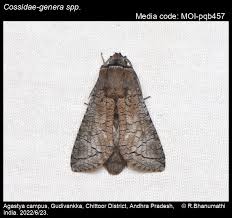 Attēlu rezultāti vaicājumam “Cossidae”