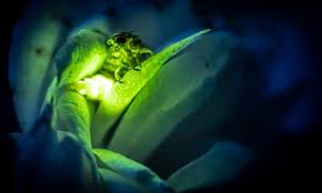 Attēlu rezultāti vaicājumam “Lampyris noctiluca”