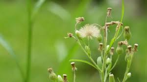 Attēlu rezultāti vaicājumam “Carex lepidocarpa leaf”