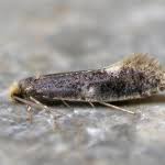 Attēlu rezultāti vaicājumam “Monopis weaverella”