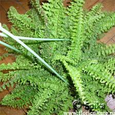 Image result for НЕФРОЛЕПИС (Nephrolepis