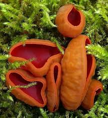 Attēlu rezultāti vaicājumam “Sarcoscypha austriaca”