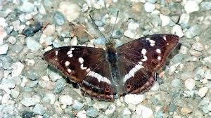 Attēlu rezultāti vaicājumam “Apatura iris female”