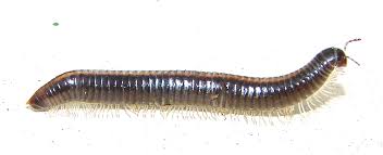 Attēlu rezultāti vaicājumam “Ommatoiulus sabulosus”