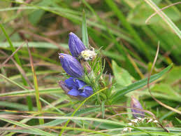 Attēlu rezultāti vaicājumam “Gentiana pneumonanthe flower”
