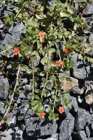 Image result for Anagallis arvensis