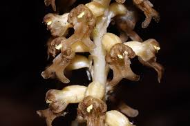 Attēlu rezultāti vaicājumam “Neottia nidus-avis”