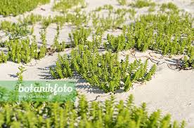 Attēlu rezultāti vaicājumam “Honckenya peploides”