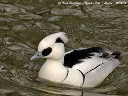 Attēlu rezultāti vaicājumam “Mergus albellus”