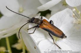 Attēlu rezultāti vaicājumam “Anogcodes melanurus”