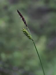 Attēlu rezultāti vaicājumam “Carex cespitosa flower”