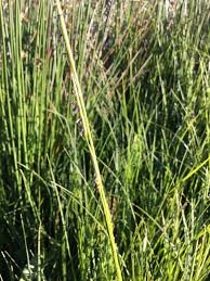 Attēlu rezultāti vaicājumam “Glyceria fluitans”