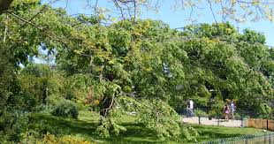 Attēlu rezultāti vaicājumam “Ulmus glabra fruit”