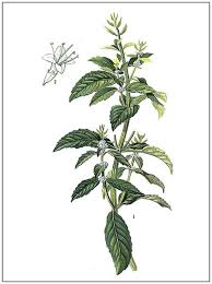 Image result for Menta x piperita