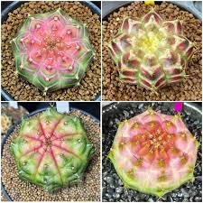 Image result for Gymnocalycium