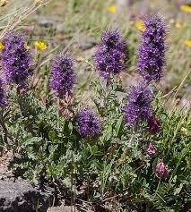 Image result for Phacelia