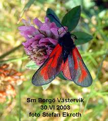 Attēlu rezultāti vaicājumam “Zygaena minos”