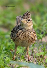 Image result for Alauda arvensis