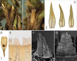 Attēlu rezultāti vaicājumam “Moerckia hibernica”