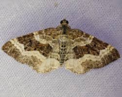 Attēlu rezultāti vaicājumam “Epirrhoe”