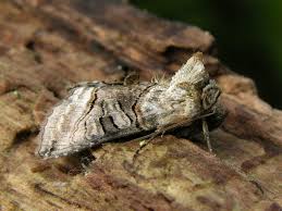 Attēlu rezultāti vaicājumam “Abrostola tripartita”