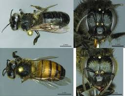 Attēlu rezultāti vaicājumam “Apis mellifera”
