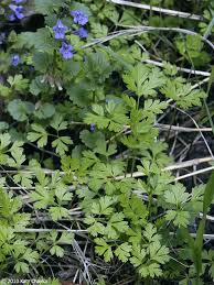 Attēlu rezultāti vaicājumam “Torilis japonica leaf”