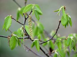 Attēlu rezultāti vaicājumam “Carpinus betulus male flower”