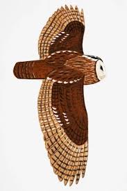 Image result for Strix aluco