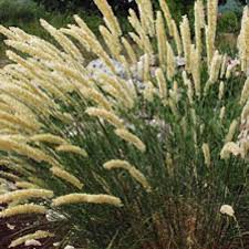 Attēlu rezultāti vaicājumam “Melica nutans leaf”